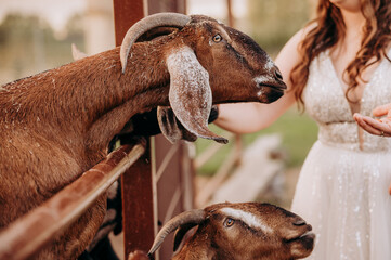 Para młoda karmi kozy © rozentuzjazmowany