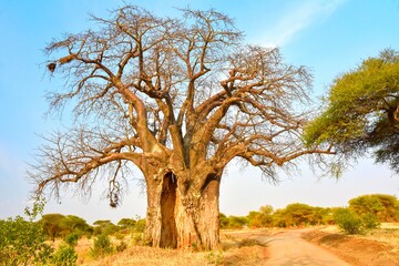 Massive baobab trees in Tarangire National Park, Tanzania