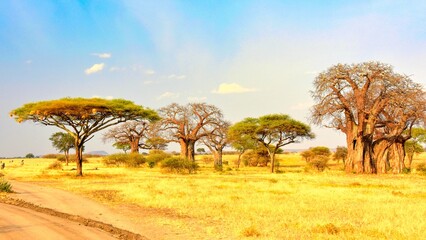 Massive baobab trees in Tarangire National Park, Tanzania