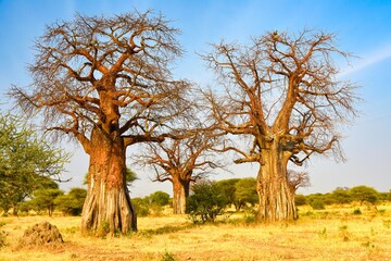 Massive baobab trees in Tarangire National Park, Tanzania