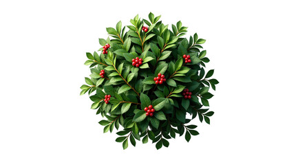 Obraz premium Ultra-realistic top view of Holly shrub on a plain transparent background. Glossy green leaves and bright red berries with clear contours, no shadows. Ideal for holiday-themed photography.