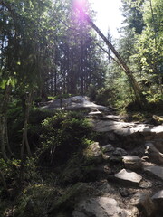 Obraz premium Trail in the woods