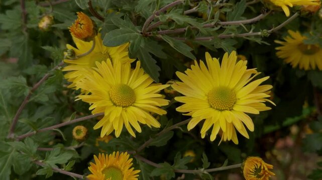 a bright yellow and fragrant chrysanthemum field, is commonly grown for drying and brewing chrysanthemum tea because of its health care properties.