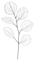 PNG Hand drawn of eucalyptus leaf drawing minimalist sketch.