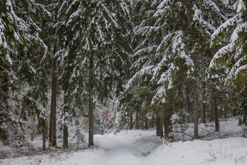 winter forest landscape after heavy snowfall