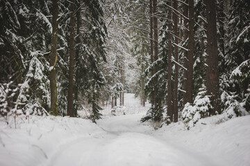winter forest landscape after heavy snowfall
