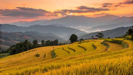 Obraz premium Golden Rice Field with Mountain Background at Sunset,Serene Sunset Over Golden Rice Fields with Mountain View