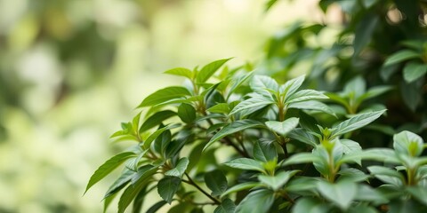 A serene and tranquil green background perfect for conveying a sense of peace and quiet, natural, texture