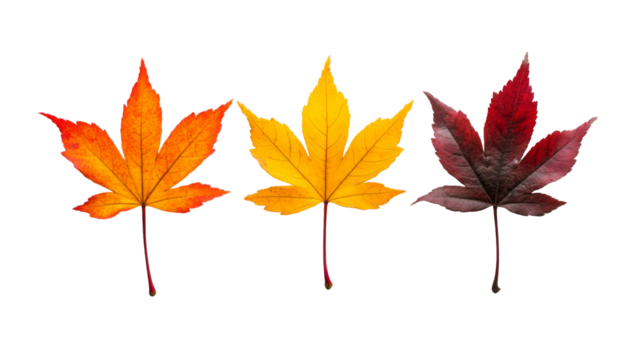 Yellow orange red maple leaves set