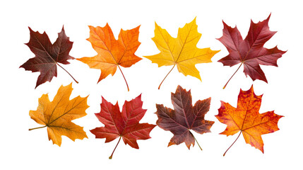 Fototapeta premium Yellow orange red maple leaves set