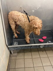 golden doodle getting a bath
