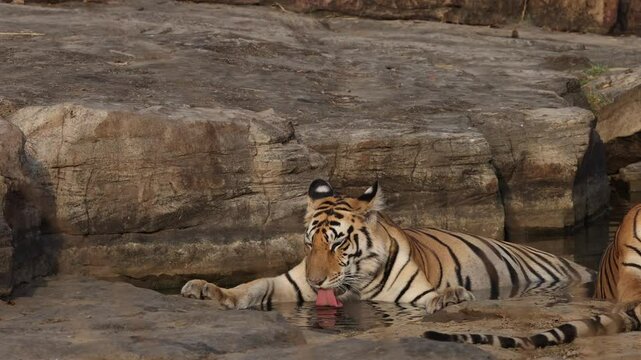 A tiger cub drinking water at Panna Tiger Reserve, Madhya pradesh, India