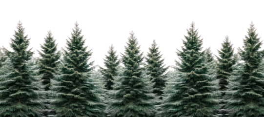 PNG Forest nature winter trees.