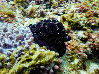 One ovula ovum on a reef at the bottom of the sea