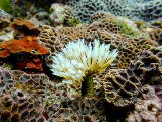 One feather duster worm on a reef at the bottom of the sea