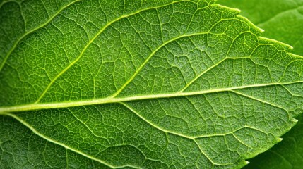 Fototapeta premium Close-Up of Green Leaf Veins and Texture