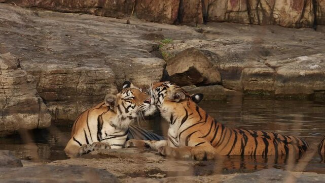 Tiger cubs grooming each other at Panna Tiger Reserve, Madhya pradesh, India