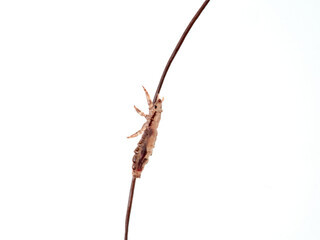 Head lice. Pediculus humanus. Human louse on a white background on a human hair.
