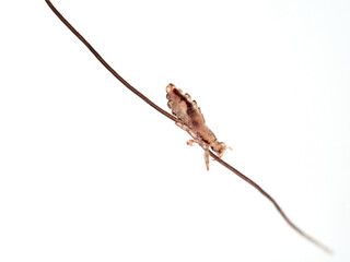 Head lice. Pediculus humanus. Human louse on a white background on a human hair.
