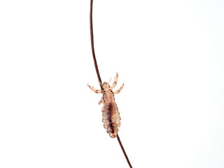 Head lice. Pediculus humanus. Human louse on a white background on a human hair.
