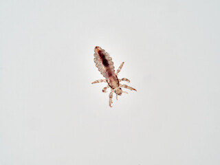 Head lice. Pediculus humanus. Human louse on a white background on a human hair.
