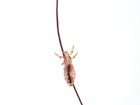 Head lice. Pediculus humanus. Human louse on a white background on a human hair.
