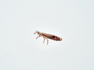 Head lice. Pediculus humanus. Human louse on a white background on a human hair.
