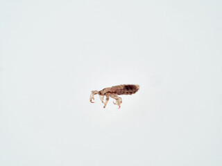Head lice. Pediculus humanus. Human louse on a white background on a human hair.
