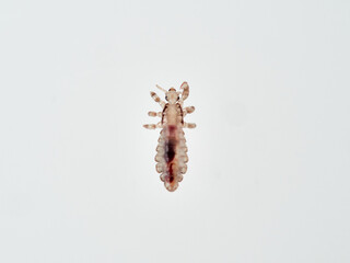 Head lice. Pediculus humanus. Human louse on a white background on a human hair.
