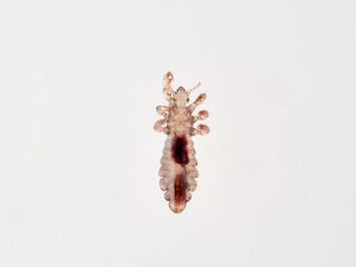 Head lice. Pediculus humanus. Human louse on a white background on a human hair.
