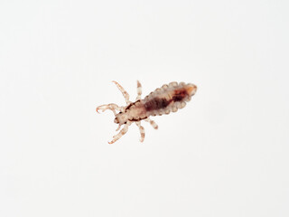 Head lice. Pediculus humanus. Human louse on a white background on a human hair.
