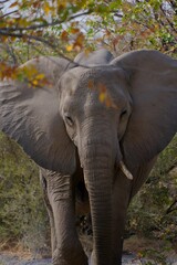 Wild Elephant