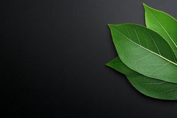 Green Leaf on Black Background.