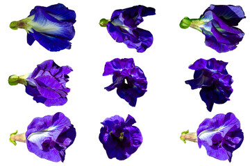 Isolated Butterfly Pea Flower on White Background