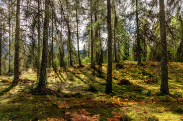 Fototapeta premium Dichter idyllischer Lärchenwald,tiefe Sonne,lange Schatten im Moos