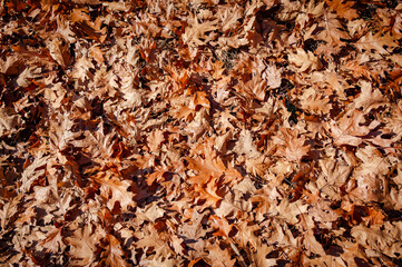Large fallen brown oak leaves lie in a chaotic dense layer on the ground. Autumn leaf fall