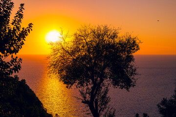 Beautiful tree at golden sunset by the sea