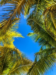 palms against the sky