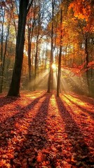 Obraz premium Sunlight Streaming Through Autumn Forest Foliage