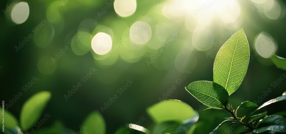 Aufkleber Sunlight shining through green leaves creating bokeh effect with one leaf in sharp detail
