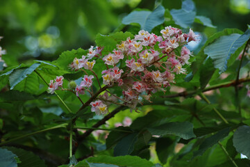 Fleurs de marronnier, rosse-rouge, Aesculus hippocastanum