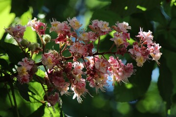 Fleurs de marronnier, rosse-rouge, Aesculus hippocastanum