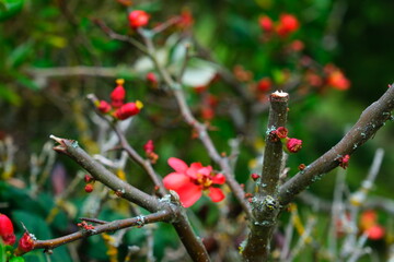 red flowers blooming on a tree