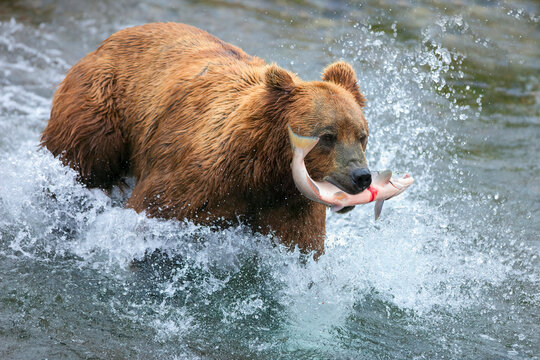 Brown bear standing in a river catching a salmon as it swims upstream, Alaska, USA