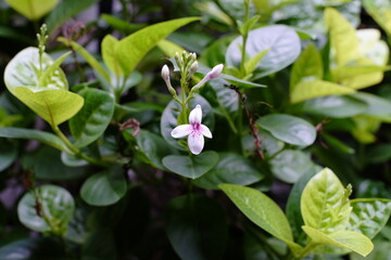 A Ruspolia plant is blooming with flowers featuring delicate white petals tinged with purple at the center, in the midday light.