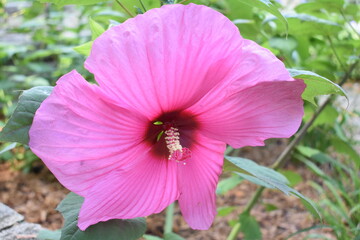pink hibiscus flower