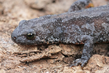 Closeup on a female threatened European alpine newt, Ichthyosaura alpestris