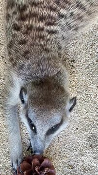 close up of meerkat playing on the sand