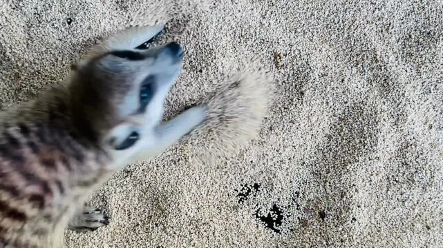 close up of meerkat playing on the sand