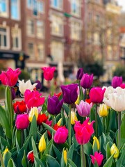 tulips in the park